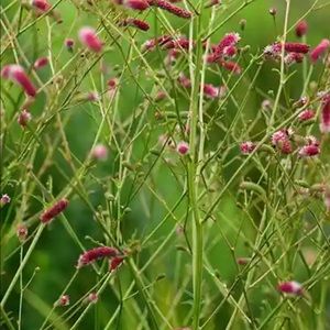 Meet your Posher, Anne